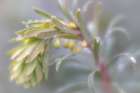 USA, Washington State, Seabeck. Close-up of buds of hellebore flowers. Art Print